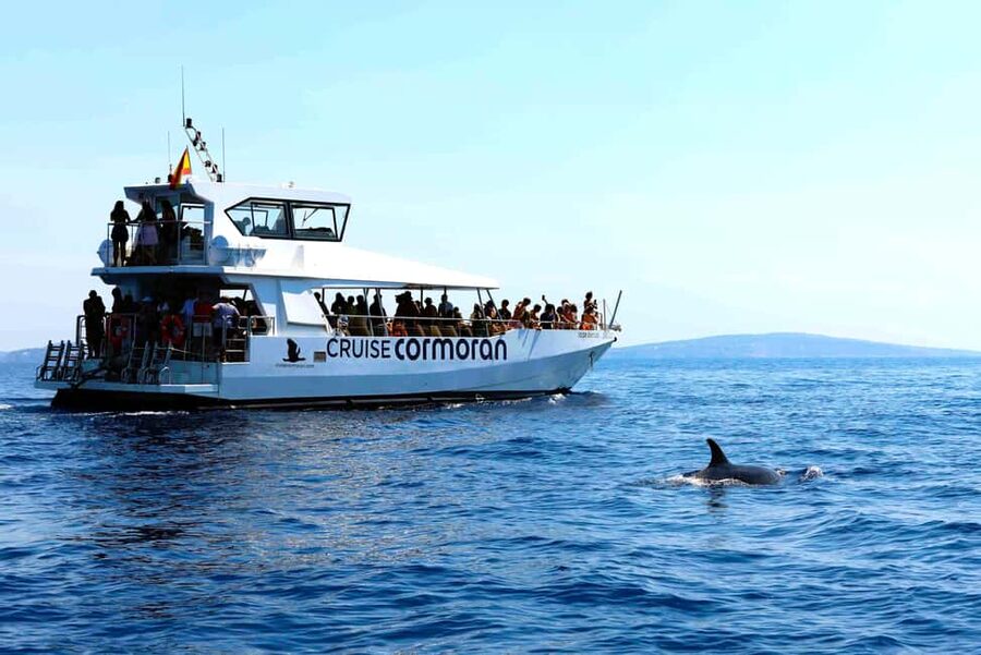 Mallorca: 3-Hour Afternoon Dolphin Watching Boat Tour - Practical advice for a smoother trip