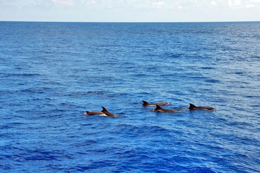 Mallorca: 3-Hour Afternoon Dolphin Watching Boat Tour - The glass-bottom boat and its different decks