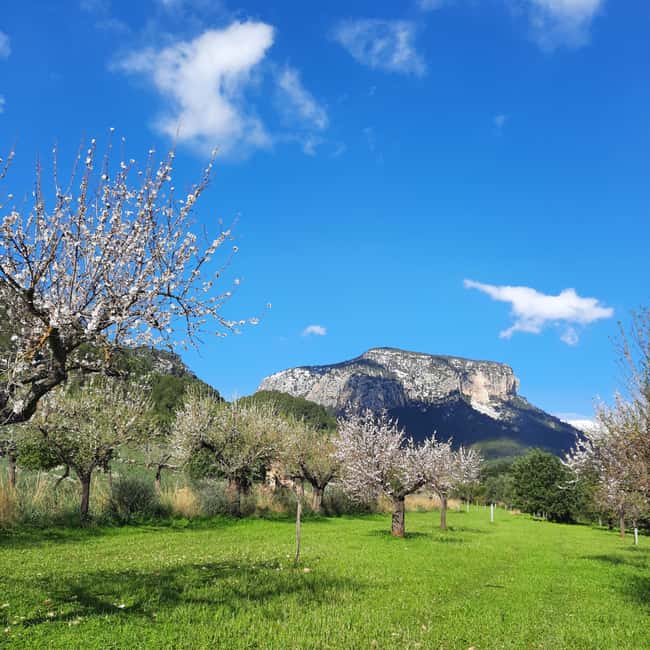 Mallorca: Almond Blossom Minivan Tour with tasting - GERMAN - Key points to know before booking