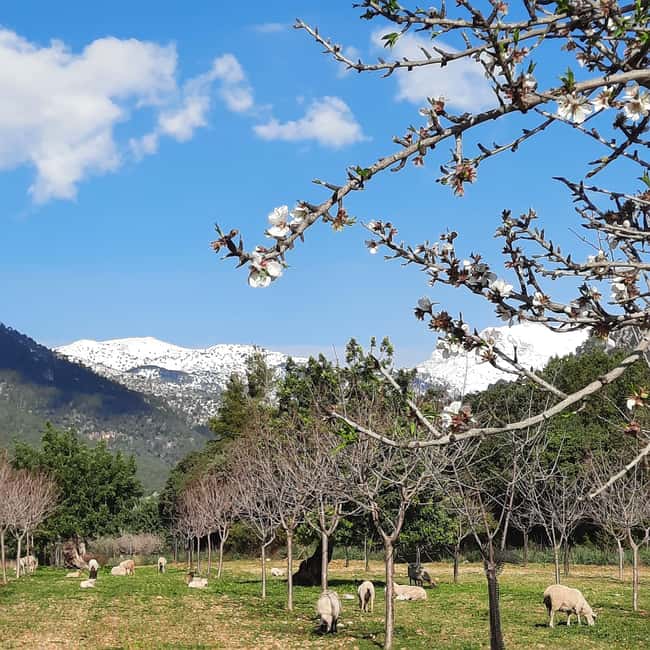 Mallorca: Almond Blossom Minivan Tour with tasting - GERMAN - Why Mallorca’s almond blossoms are worth a half-day