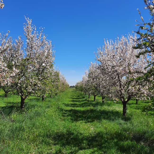 Mallorca: Almond Blossom Minivan Tour with tasting - GERMAN - The first 45 minutes: leaving the coast behind