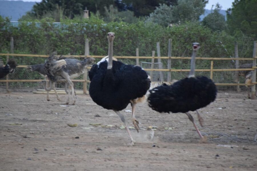 Mallorca: Artestruz - Ostrich Farm Ticket Entrance - Meeting Mallorca’s enormous birds
