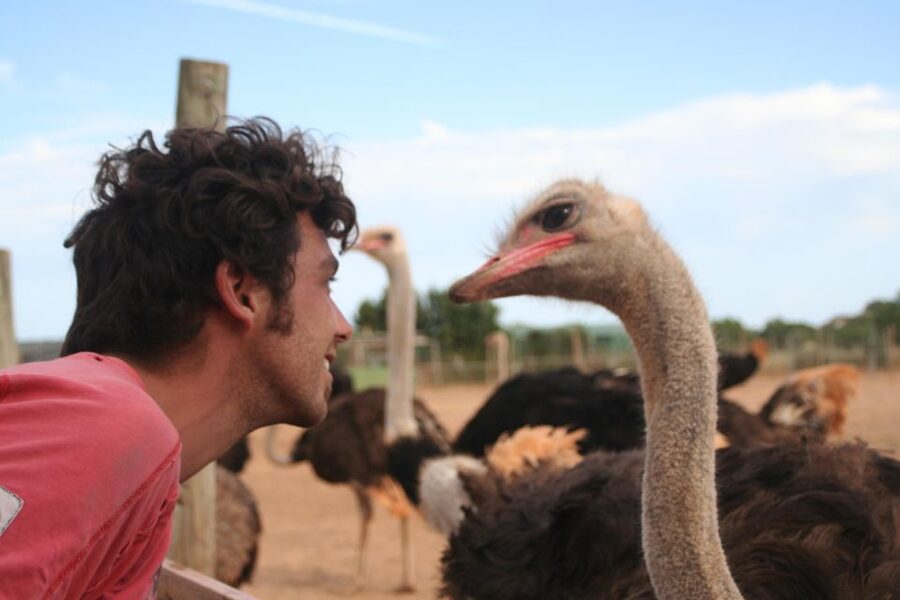 Mallorca: Artestruz - Ostrich Farm Ticket Entrance - What makes a small farm different