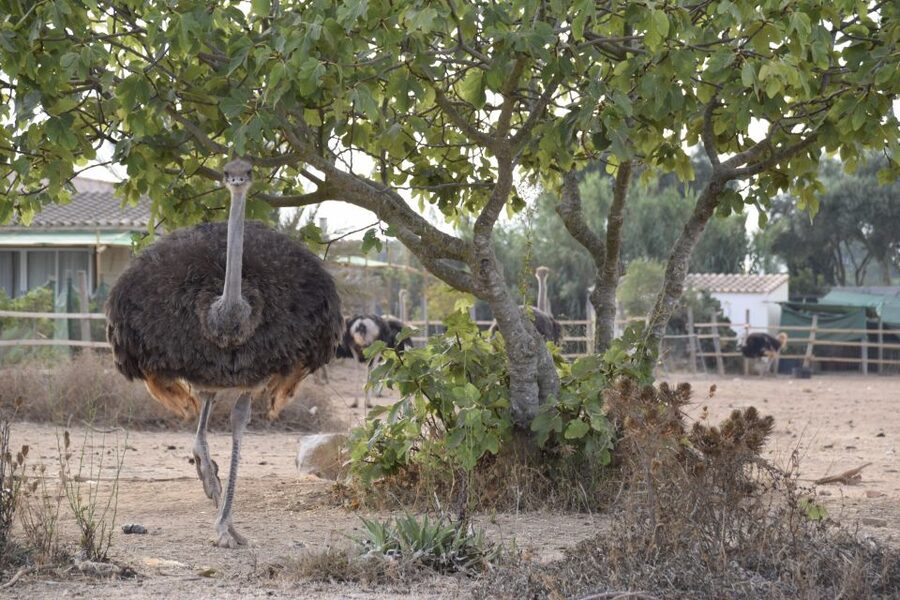Mallorca: Artestruz - Ostrich Farm Ticket Entrance - The giant ostrich egg