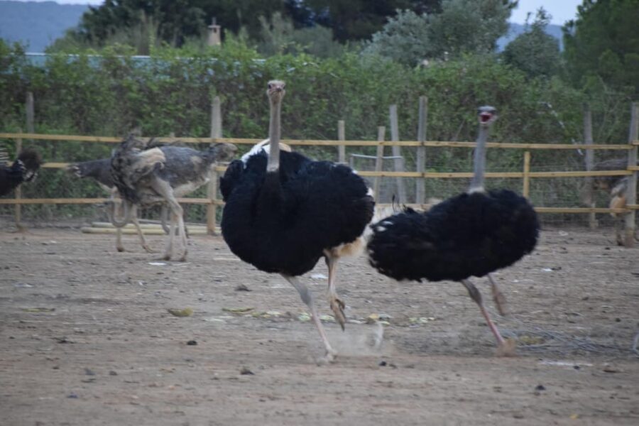 Mallorca: Artestruz - Ostrich Farm Ticket Entrance - Who will enjoy Artestruz most?
