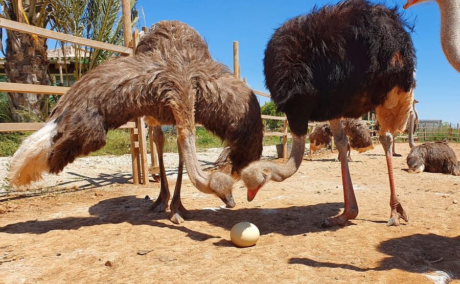 Mallorca: Artestruz - Ostrich Farm Ticket Entrance - The guided introduction and feeding lesson