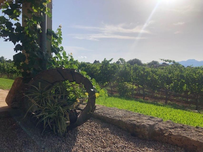 Mallorca: Bodega Butxet Vineyards & Winery Tour with Tasting - What the high rating gets right