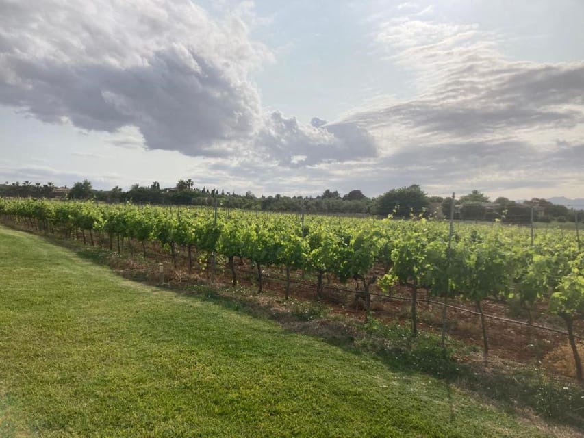 Mallorca: Bodega Butxet Vineyards & Winery Tour with Tasting - Why the $26 price is strong value