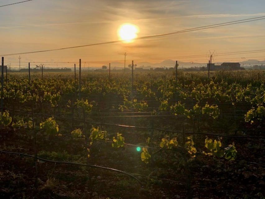 Mallorca: Bodega Butxet Vineyards & Winery Tour with Tasting - Languages, weather, and family appeal