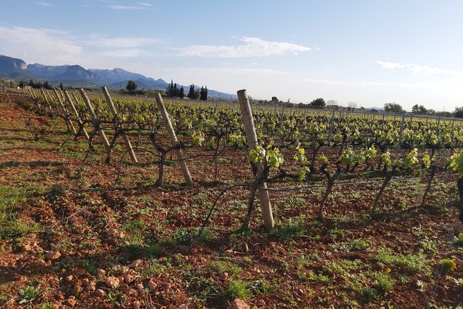 Mallorca Bodega & Olive Minibus Tour incl. Pick-up South Coast - The guides make a real difference