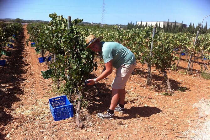 Mallorca Bodega & Olive Minibus Tour incl. Pick-up South Coast - The minibus ride through Mallorca’s interior