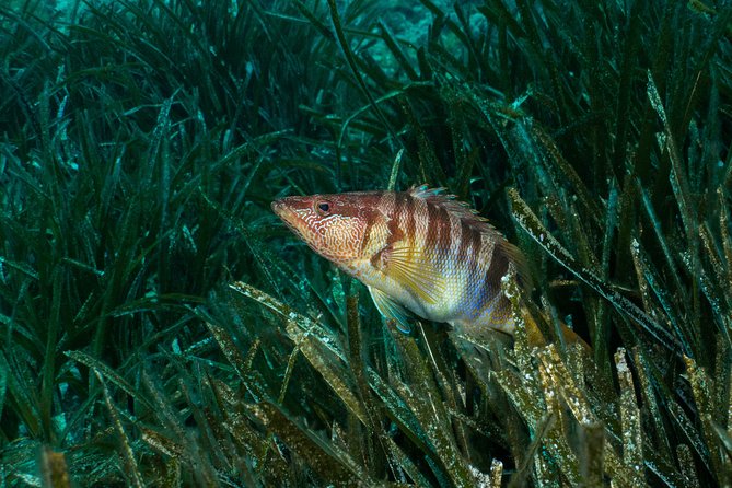 Mallorca: Discover Scuba Diving from the beach - The short lesson that makes the water easier