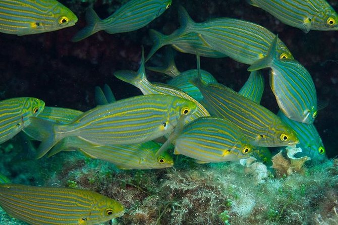 Mallorca: Discover Scuba Diving from the beach - Seeing Mallorca’s fish at 2 to 3 meters