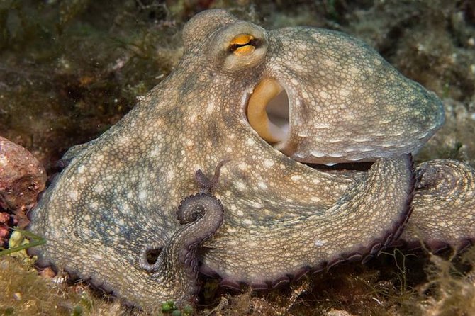 Mallorca: Discover Scuba Diving from the boat - Starting at Big Blue Diving in Palmanova