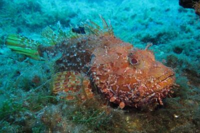 Discover Scuba Diving from the boat