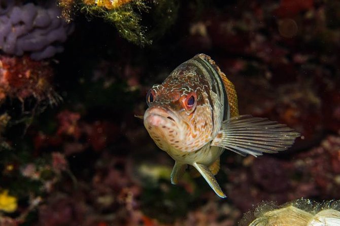 Mallorca: Discover Scuba Diving from the boat - Second session: up to 12 meters if conditions allow