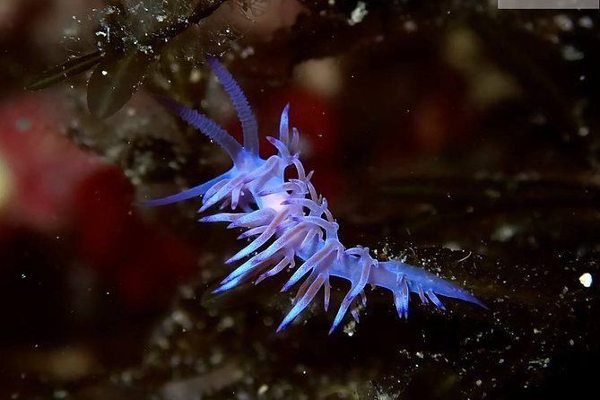 Mallorca: Discover Scuba Diving from the boat - Who will get the most from this activity