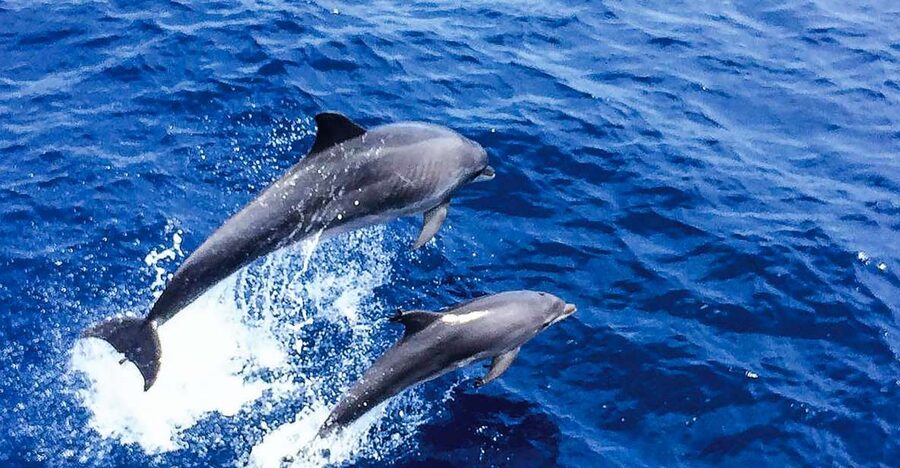 Mallorca: Dolphin Watching Cruise - Key points at a glance