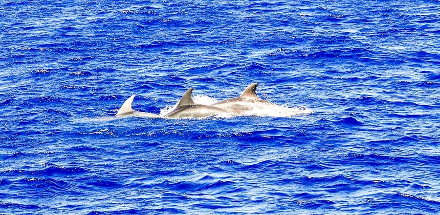 Mallorca: Dolphin Watching Cruise - Practical tips for a better morning