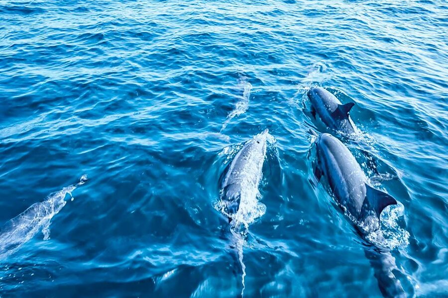 Mallorca: Dolphin Watching Cruise - Life on the main deck