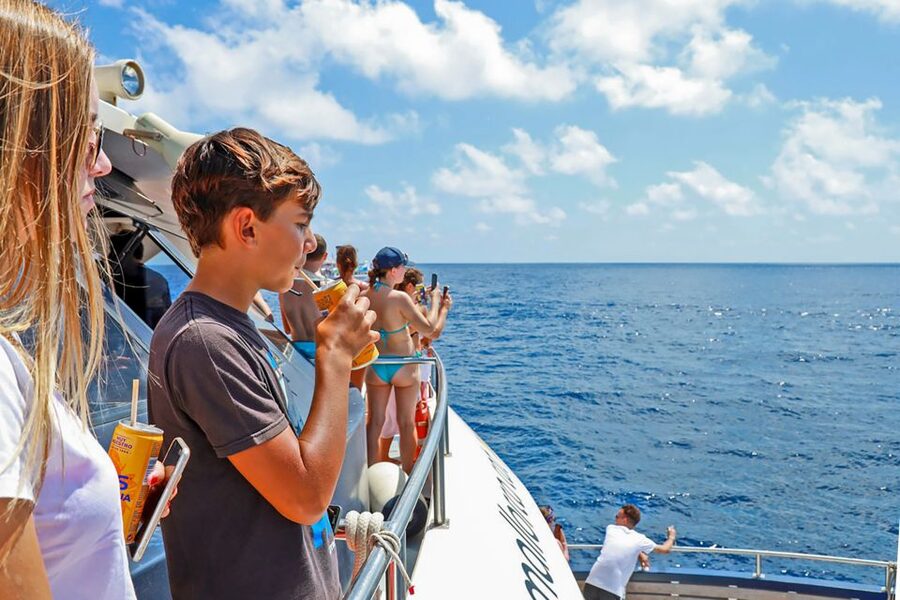 Mallorca: Dolphin Watching Cruise - Price and what you actually receive