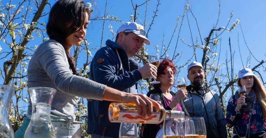 Mallorca: Full-Day Winery Small Group Tour - Three wineries, three views of Mallorca
