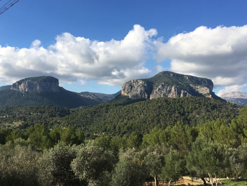 Mallorca: Full-Day Winery Small Group Tour - Small group travel, with a useful limit