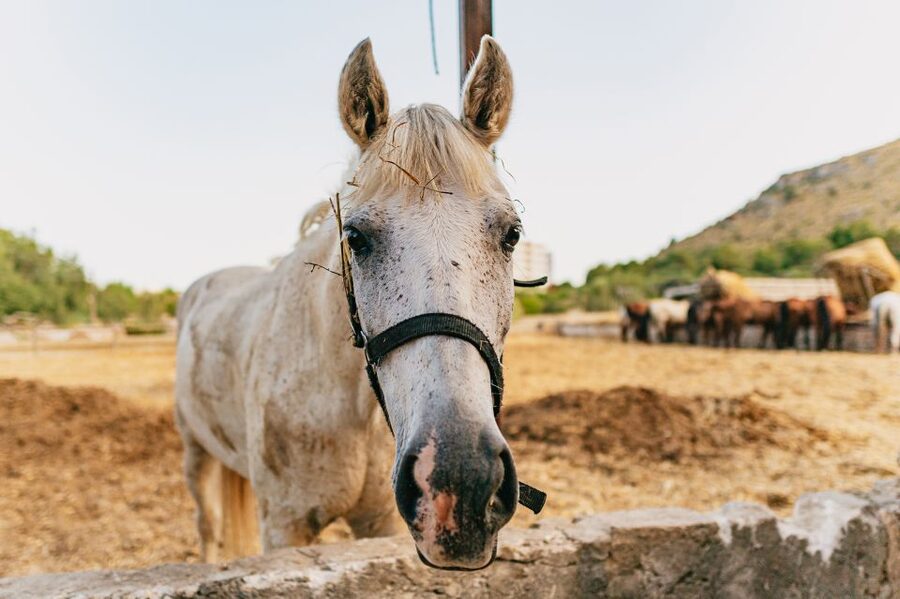 Mallorca: Horseback Riding Experience with Food Options - Key points to know before you book