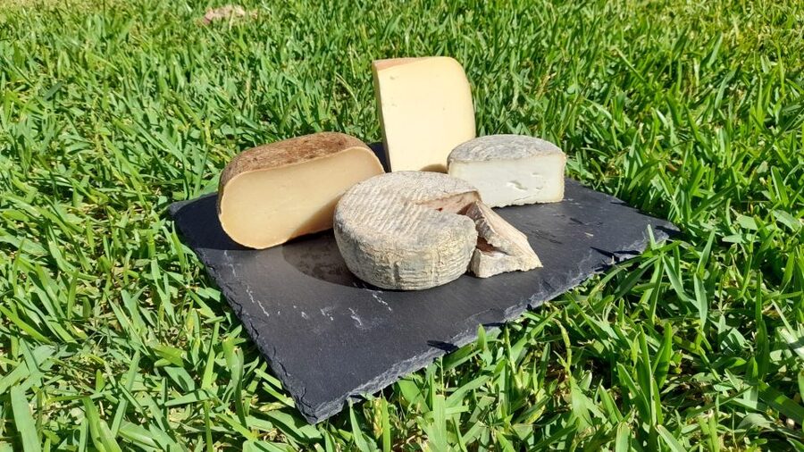 Mallorca: Local Wines & Foods Tasting - Why this one-hour tasting is worth your time