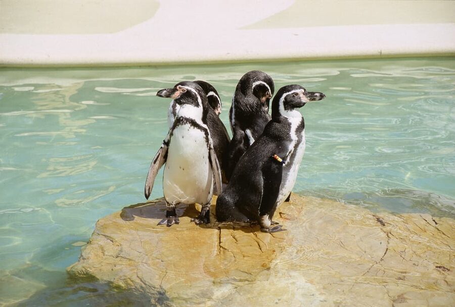 Mallorca: Marineland Tickets with Transfers from the North - The dolphin show and first entry advantage