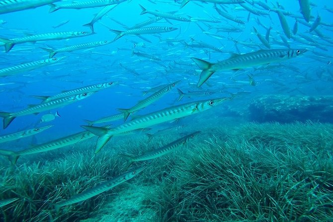 Mallorca: Open Water Diver Course - What the 18-meter limit means for you