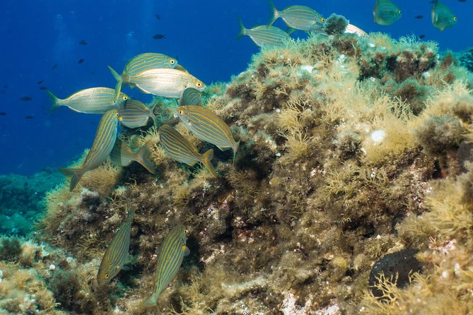 Mallorca: Open Water Diver Course - Who should book this Mallorca course?