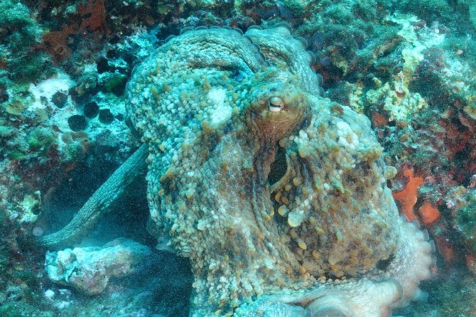 Mallorca: Open Water Diver Course - Practical details at Puerto Portals