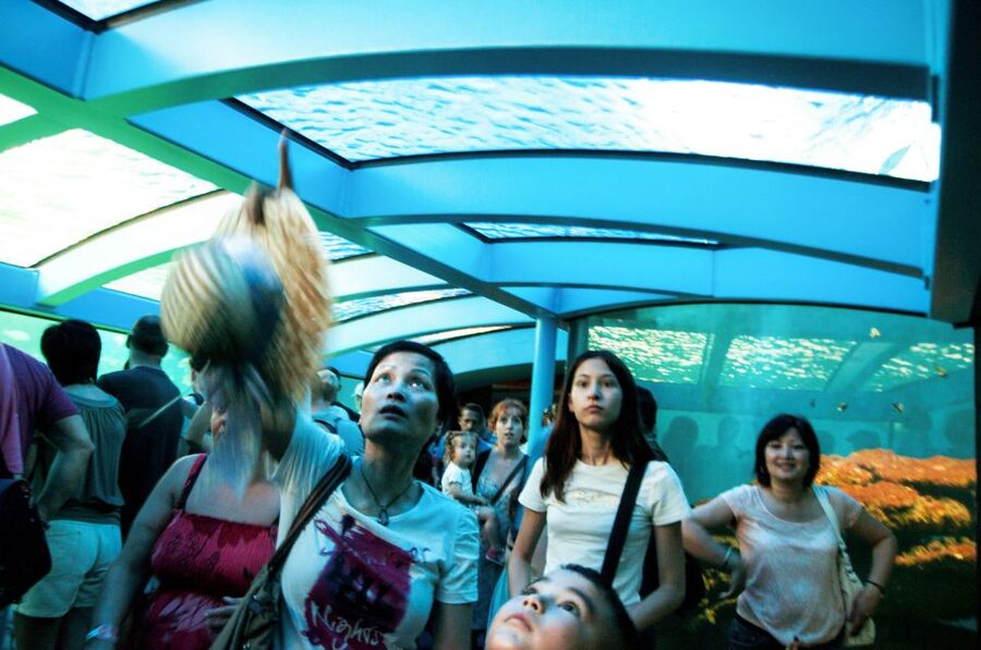 Mallorca: Palma Aquarium Entry Ticket w/ Optional 3D Cinema - The $39 price and what you get for it