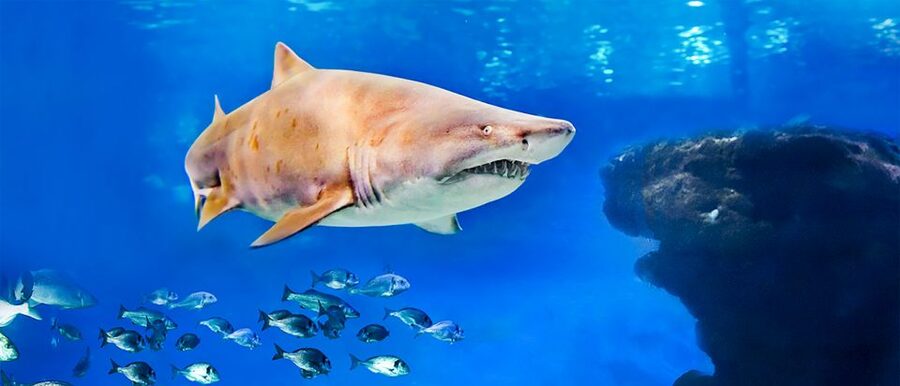 Mallorca: Palma Aquarium Entry Ticket w/ Optional 3D Cinema - Big Blue and the aquarium’s largest draws
