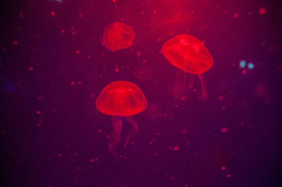 Mallorca: Palma Aquarium Tickets with Transfer - My Verdict: Book It for a Relaxed Family Day