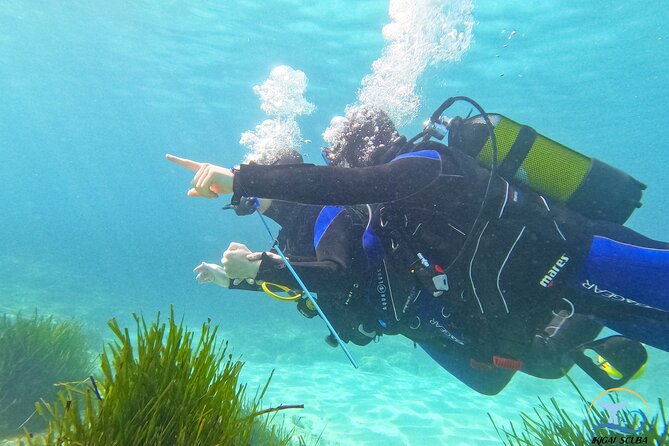 Mallorca PRIVATE Reservation<em>Scuba dive + photo/video – Key points at a glance’ /></p>
<ul>
<li><strong>Private instruction for one or two people:</strong> You do not share the water session with a large class.</li>
<li><strong>Gentle shore entry:</strong> You start in about 1 meter of water and work toward a maximum depth of 6 meters.</li>
<li><strong>Alex and Jose lead the session:</strong> Both have about 13 years of teaching experience and thousands of underwater outings.</li>
<li><strong>GoPro 10 photos and videos included:</strong> An assistant records your time below the surface.</li>
<li><strong>About 45 to 50 minutes underwater:</strong> The full outing takes around two hours, including theory and preparation.</li>
<li><strong>Extra equipment fee required:</strong> Allow about €100 to €110 per person for insurance, equipment, and guide services.</li>
</ul>
<h2 id="a-first-underwater-session-built-around-comfort">A first underwater session built around comfort</h2>
<p>Scuba dive + photo/video – A first underwater session built around comfort’ /></p>
<p><p>This is designed for the person who has always wondered what it feels like to breathe underwater but does not want to join a crowded beginner class. The meeting point is at Carrer Andreu Ferret, 1, in Bendinat, close to Palma City. From there, the actual shore location is about 15 minutes by car.</p>
</p>
<p><p>The session is private, with one instructor supervising up to two participants. That ratio matters. If you are nervous, Alex or Jose can focus on your breathing, mask, equipment, and hand signals without splitting attention among a large group.</p>
</p>
<p><p>The first lesson is brief and simple. You receive about 10 minutes of basic theory in English. The language is kept straightforward, and French theory is available online by phone, along with more than 24 other languages. This is not a long classroom course. It is a practical introduction before you enter the water.</p>
</p>
<p><p>You then begin close to shore in roughly 1 meter of water. The aim is to let you get used to the regulator and the unusual feeling of breathing through it. You are not rushed toward the maximum depth. The instructor holds and assists you throughout the underwater portion.</p>
</p>
<p><p>The operator says that the equipment can inflate like a life jacket if you have a problem, helping you float with the instructor. That reassurance can make a major difference on a first attempt. Still, you should treat the safety instructions seriously and complete the required medical paperwork before the activity.</p>
</p>
<div class="twil" style="margin: 20px 0; padding: 15px 0;"><p>More dive trips off Mallorca:</p><ul style="margin: 10px 0; padding-left: 0; list-style: none;"><li style="margin: 0 0 12px 0; padding: 0 0 12px 0; border-bottom: 1px solid #E2E7E3; line-height: 1.4;"><a href="https://amazingmallorca.com/mallorca-discover-scuba-diving-for-beginners/">Mallorca: Discover Scuba Diving for Beginners</a><br><span style="font-size: 0.82em; color: #4E6455;"><span style="color: #0F8DA3;">★</span> 4.7 &nbsp;&middot;&nbsp; 805 reviews</span></li><li style="margin: 0 0 12px 0; padding: 0 0 12px 0; border-bottom: 1px solid #E2E7E3; line-height: 1.4;"><a href="https://amazingmallorca.com/santa-ponsa-try-scuba-diving-in-a-marine-reserve/">Santa Ponsa: Try Scuba Diving in a Marine Reserve</a><br><span style="font-size: 0.82em; color: #4E6455;"><span style="color: #0F8DA3;">★</span> 4.9 &nbsp;&middot;&nbsp; 172 reviews</span></li><li style="margin: 0; padding: 0; border-bottom: none; line-height: 1.4;"><a href="https://amazingmallorca.com/mallorca-discover-scuba-diving-from-the-boat/">Mallorca: Discover Scuba Diving from the boat</a><br><span style="font-size: 0.82em; color: #4E6455;"><span style="color: #0F8DA3;">★</span> 5.0 &nbsp;&middot;&nbsp; 95 reviews</span></li></ul></div><h2 id="why-the-private-1-to-2-format-matters">Why the private 1-to-2 format matters</h2>
<p><img width="669" height="446" decoding="async" src=