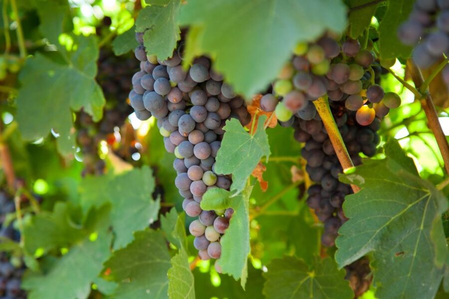Mallorca: Private Wine Tour with Tasting and Picnic - Scenic stops can add value to the transfer