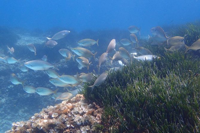 Mallorca: Snorkeling in a Beautiful Nature Reserve - Key points to know before you book
