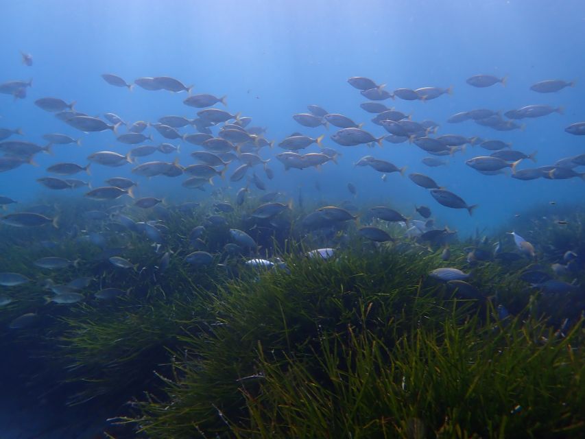 Mallorca: Snorkeling in a Beautiful Nature Reserve - The safety briefing and first moments in the sea