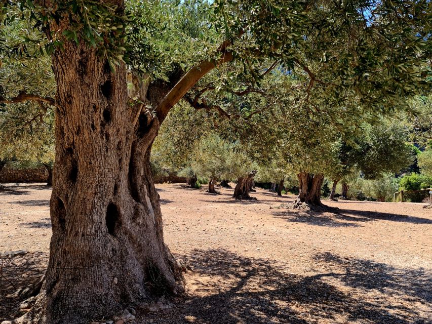 Mallorca: Tramuntana Mountains Tour with Local Guide & Lunch - Why this Tramuntana tour is different