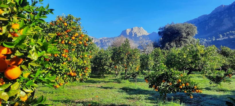 Mallorca: West Coast & Orange Valley Minbustour GERMAN GUIDE - Key points at a glance