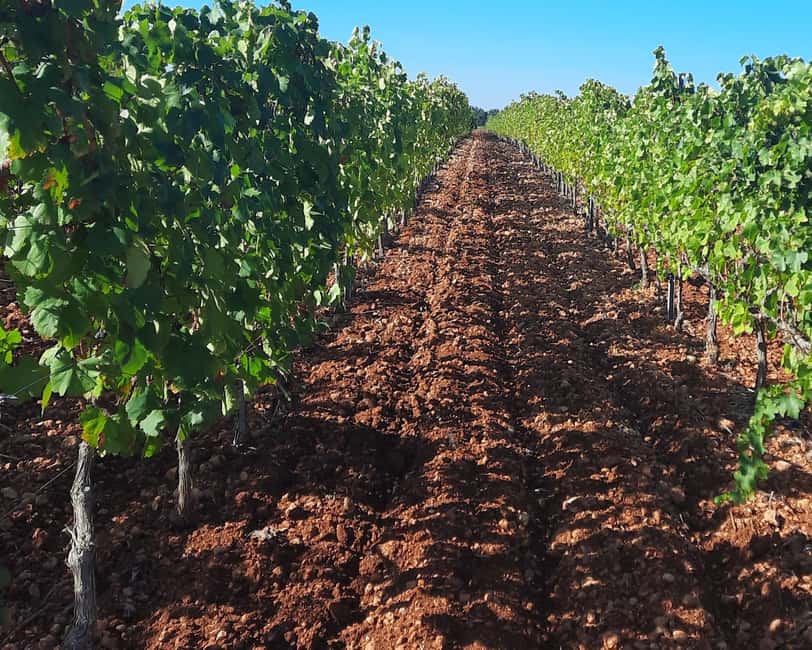 Mallorca: Wine Cellar Tour XL - 3 Wine Tastings incl. GERMAN - What the German-language guiding adds