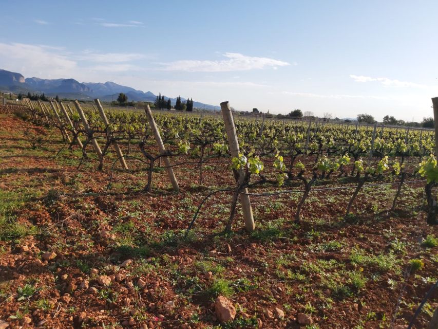 Mallorca: Wine Cellar Tour XL - 3 Wine Tastings incl. GERMAN - Price: what the $191 includes