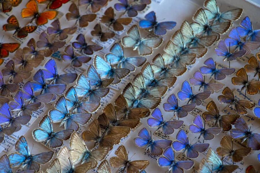 MUCBO | Jardí Botànic de Sóller - Balearic Museum of Natural Sciences - How much time and money should you allow?