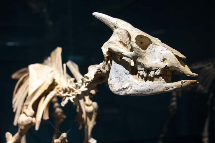 MUCBO | Jardí Botànic de Sóller - Balearic Museum of Natural Sciences - Who will enjoy this visit most?