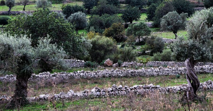 Olive plant and mill visit and tasting - From Palma to the olive country near Llucmajor