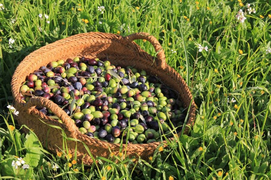 Olive plant and mill visit and tasting - Inside the modern olive mill