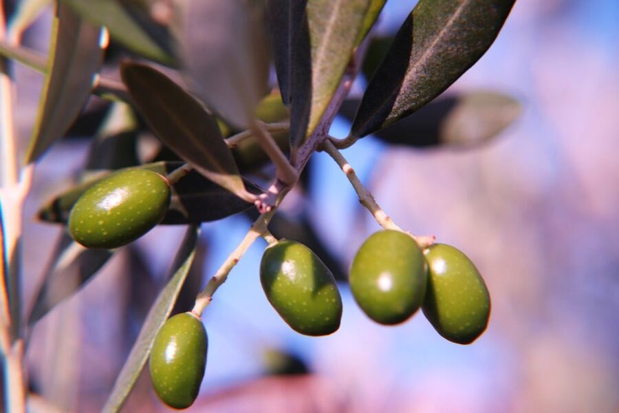 Olive plant and mill visit and tasting - Why the small group matters