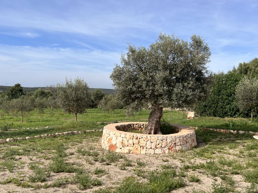 Olive plant and mill visit and tasting - FAQ